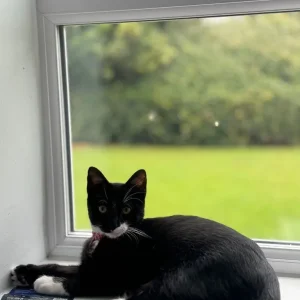 Cat, kitten - Image 2