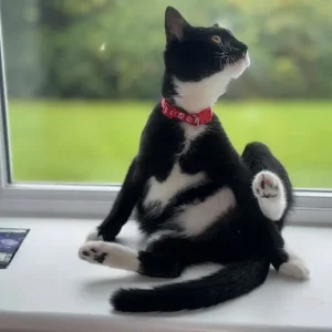 Cat, kitten - Image 3