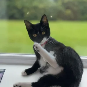 Cat, kitten - Image 4