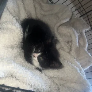 2-month-old kittens, one female and one male - Image 2