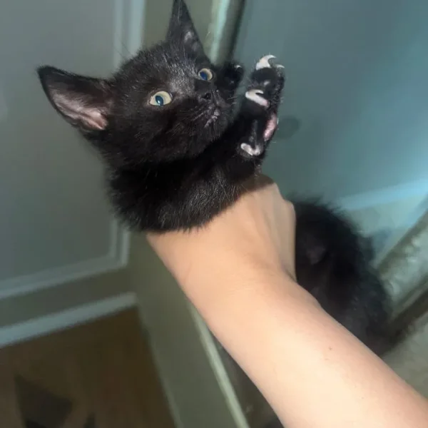 2-month-old kittens, one female and one male