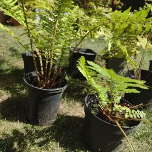 Ferns - Image 2