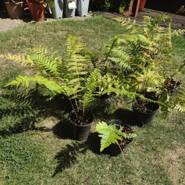 Ferns