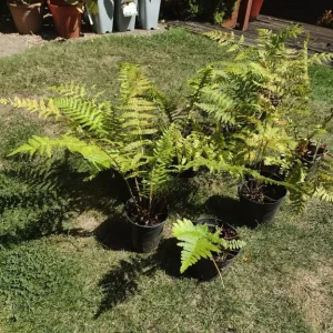Ferns