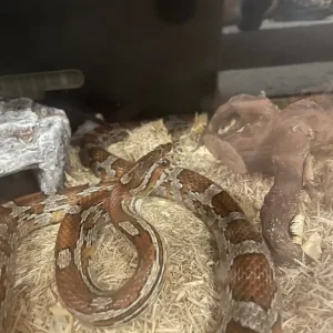 Corn snake and vivarium with all accessories - Image 2