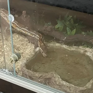 Corn snake and vivarium with all accessories - Image 3