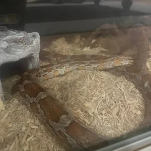 Corn snake and vivarium with all accessories - Image 4