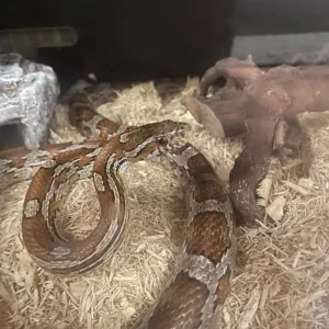 Corn snake and vivarium with all accessories - Image 5