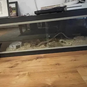 Corn snake and vivarium with all accessories - Image 6