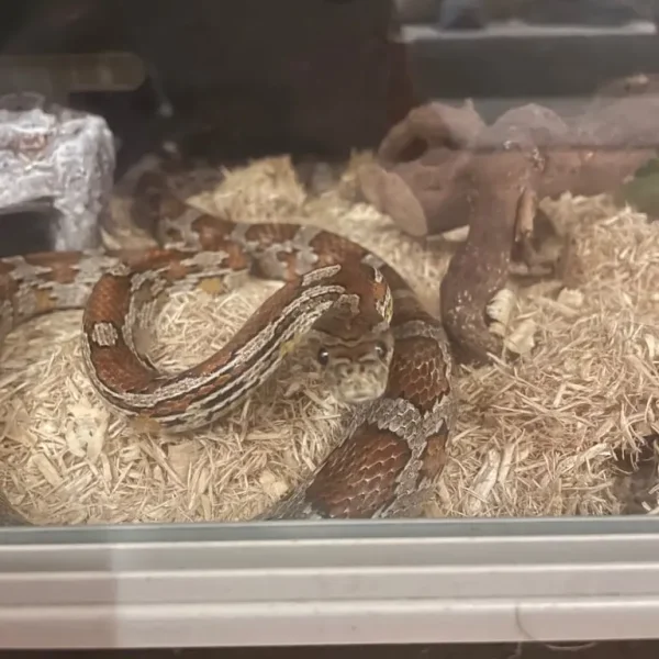 Corn snake and vivarium with all accessories