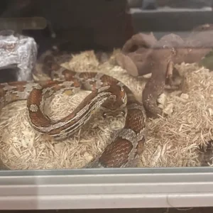Corn snake and vivarium with all accessories