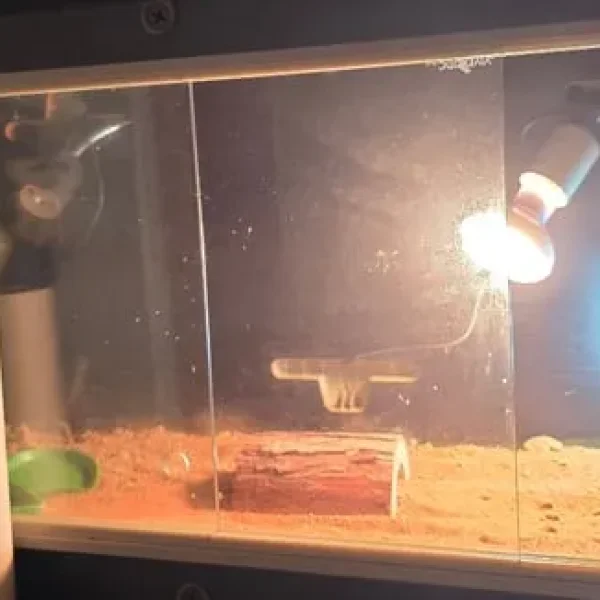 Vivarium with UVB bulb and fixture