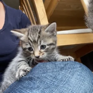 Boy and Girl Tabby Kittens, Litter-Trained and Ready for a Family - Image 2