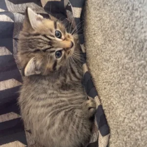 Boy and Girl Tabby Kittens, Litter-Trained and Ready for a Family - Image 3