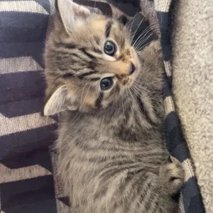 Boy and Girl Tabby Kittens, Litter-Trained and Ready for a Family - Image 4