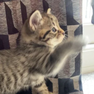 Boy and Girl Tabby Kittens, Litter-Trained and Ready for a Family - Image 5