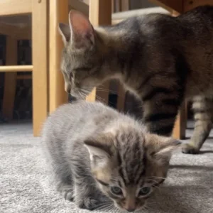 Boy and Girl Tabby Kittens, Litter-Trained and Ready for a Family - Image 6