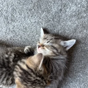 Boy and Girl Tabby Kittens, Litter-Trained and Ready for a Family