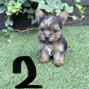 4 puppies from a mixed breed mix - Image 2