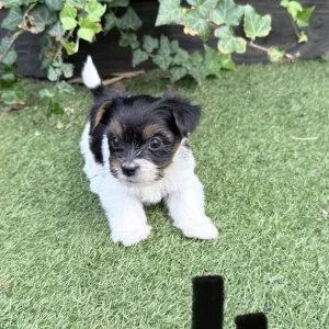 4 puppies from a mixed breed mix - Image 3