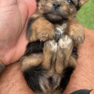 4 puppies from a mixed breed mix - Image 4