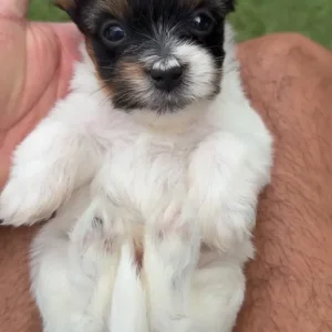 4 puppies from a mixed breed mix - Image 5