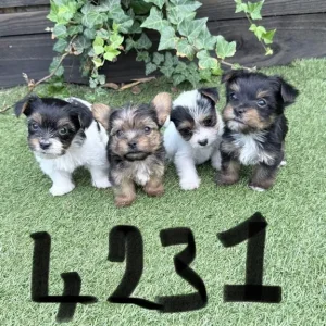4 puppies from a mixed breed mix - Image 6