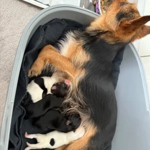 4 puppies from a mixed breed mix - Image 7