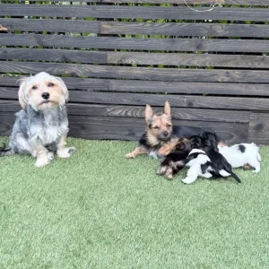 4 puppies from a mixed breed mix - Image 8