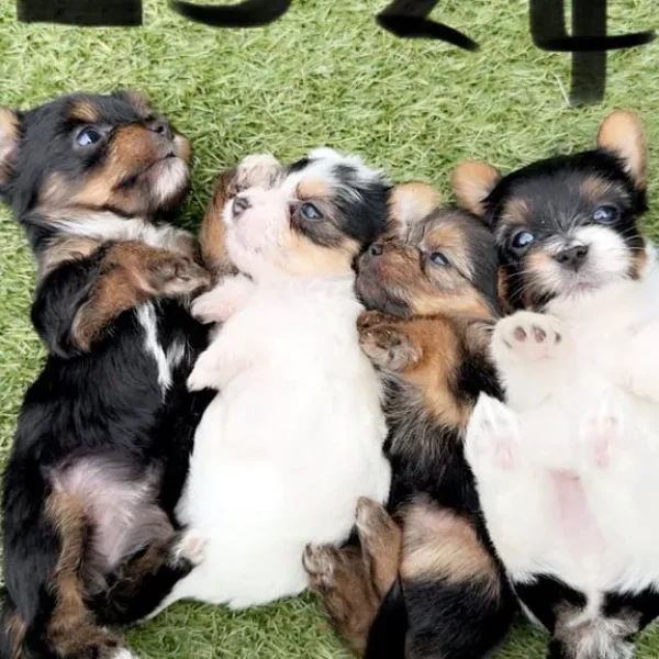 4 puppies from a mixed breed mix