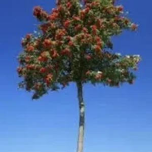 Rowan tree sapling - Image 2