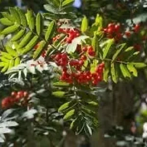 Rowan tree sapling - Image 3