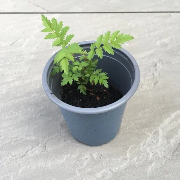 Rowan tree sapling