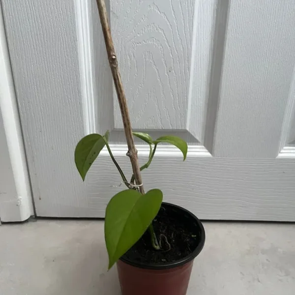 Potted Small Pothos Plant with Support Stick