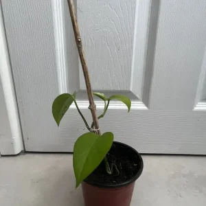 Potted Small Pothos Plant with Support Stick