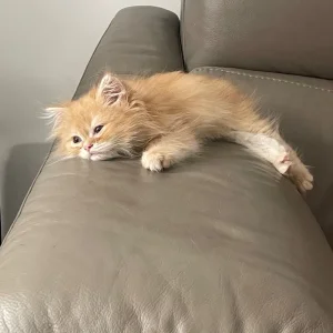 2.5-month-old full Persian kitten - Image 2