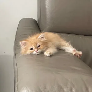 2.5-month-old full Persian kitten - Image 3