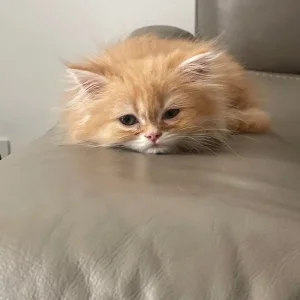 2.5-month-old full Persian kitten