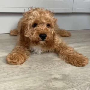11-week-old Cavapoo puppies, both male - Image 2