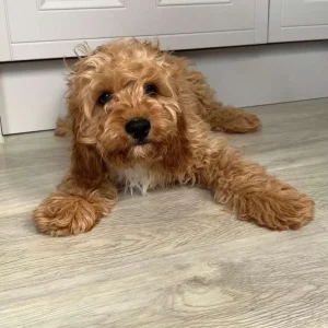 11-week-old Cavapoo puppies, both male - Image 3