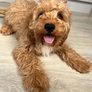 11-week-old Cavapoo puppies, both male - Image 4
