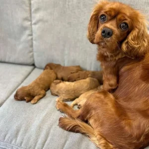 11-week-old Cavapoo puppies, both male - Image 5