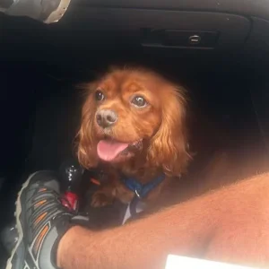 11-week-old Cavapoo puppies, both male - Image 6