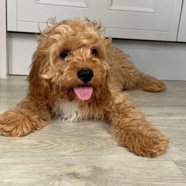 11-week-old Cavapoo puppies, both male