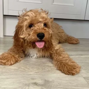 11-week-old Cavapoo puppies, both male