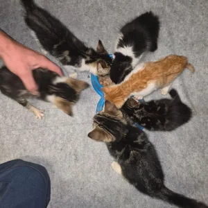 Farmyard Kittens - Image 2