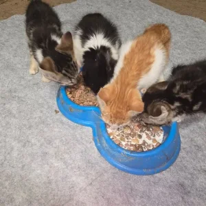 Farmyard Kittens - Image 3