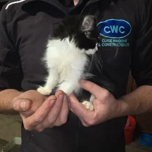 Farmyard Kittens - Image 4