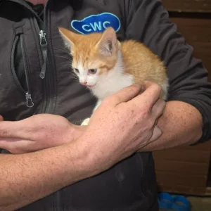 Farmyard Kittens - Image 5