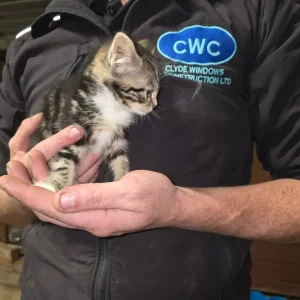 Farmyard Kittens - Image 7